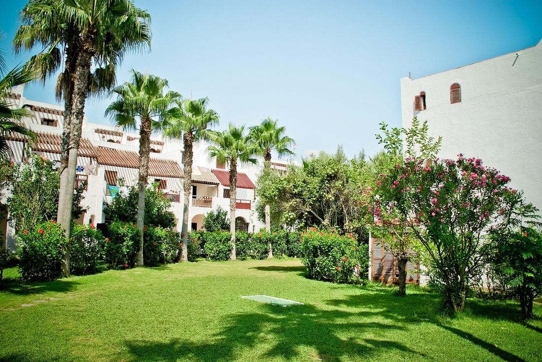Green lawn with palm trees, flowering shrubs and homes