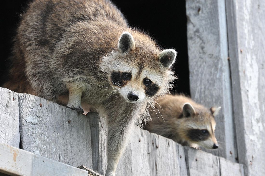Two raccoons peering out from a wooden building