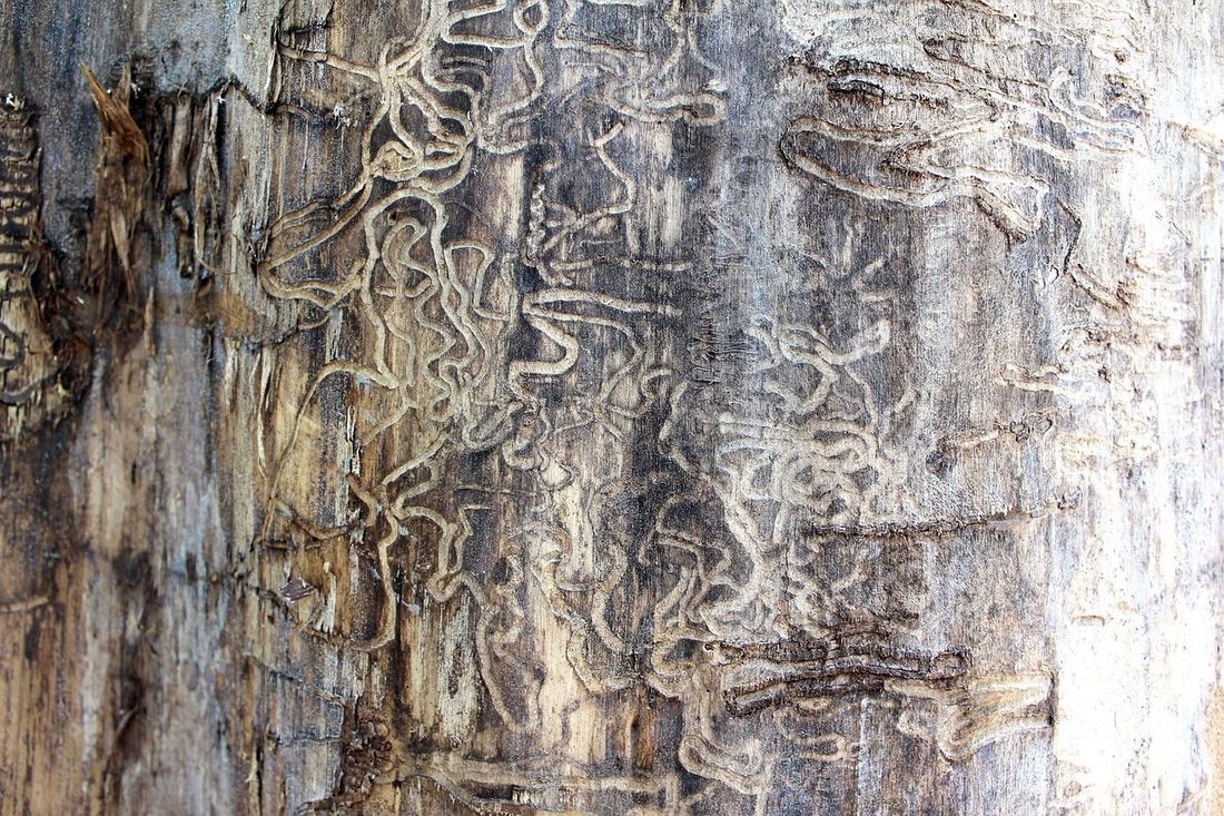 Termite damage: winding galleries tunneled through a tree trunk